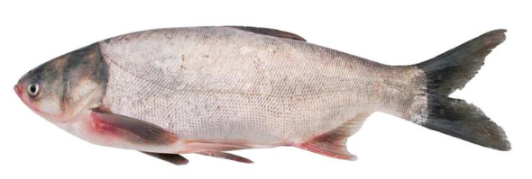 Товстолобик с/м, нерозібраний, 1000-3000г, ДСТУ 4868, 1 кг